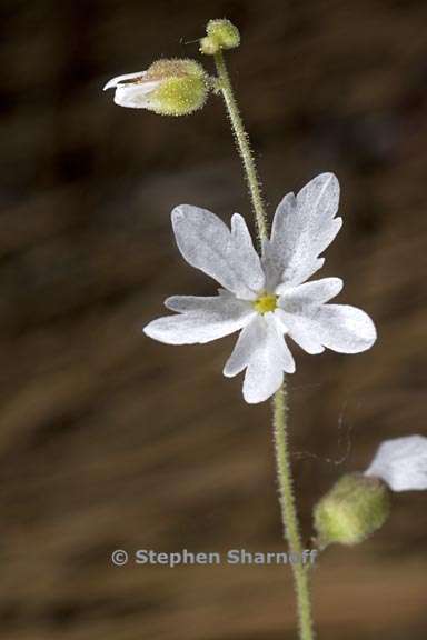 lithophragma bolanderi 1 graphic